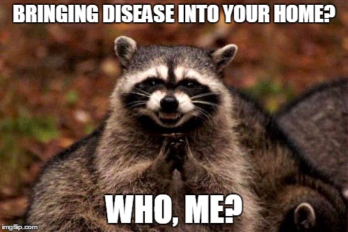 raccoons carrying disease into your home