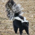 Walking Skunk Wildlife Portrait Striped Black