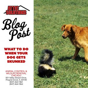 What to do When Your Dog Gets Skunked | Skunk Rinse Recipe