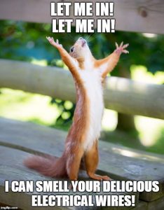 This squirrel wants to eat your electrical wires