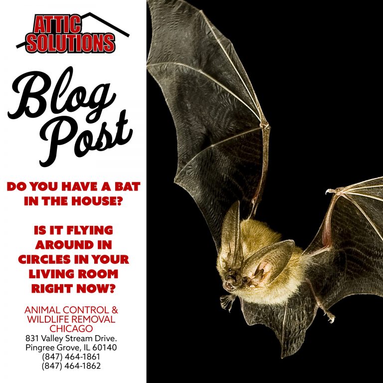 How to Get Bats Out of the House | Attic Solutions - How To Get A Bat Out Of The House