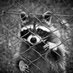 raccoons invade the suburbs