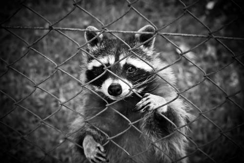 raccoons invade the suburbs