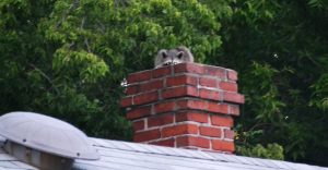 raccoon in chimney