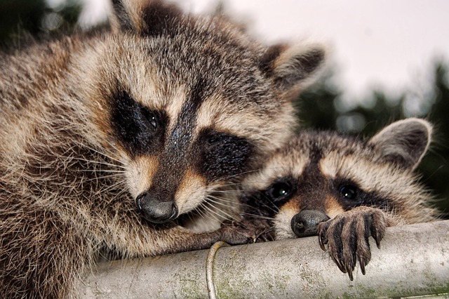 Raccoon babies - Leave them alone
