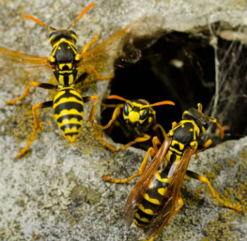 Yellow Jacket Nest in Ground