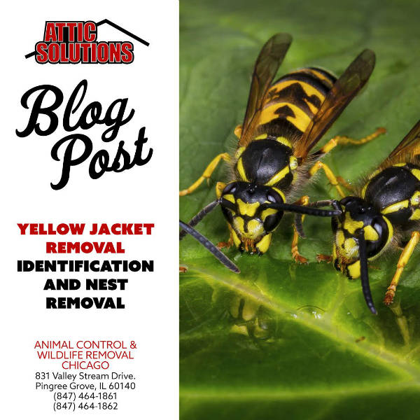 Yellow Jacket Removal - Identification and Nest Removal