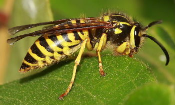 Yellow Jacket Removal - Identification and Nest Removal