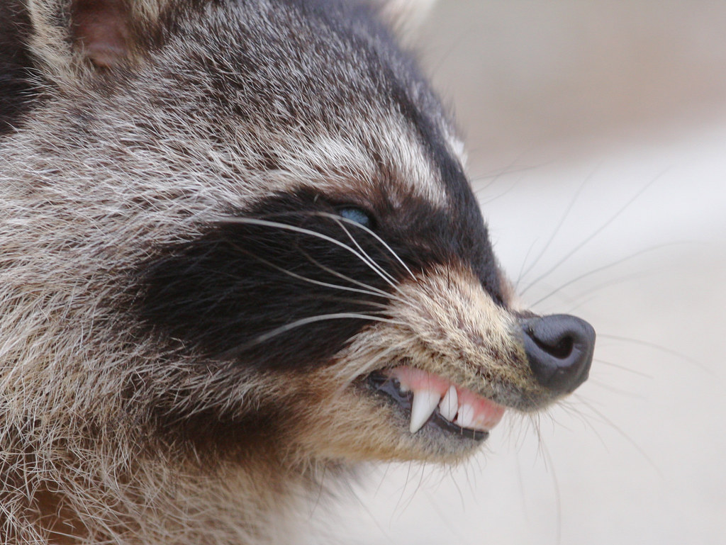 top 6 signs that a raccoon is rabid