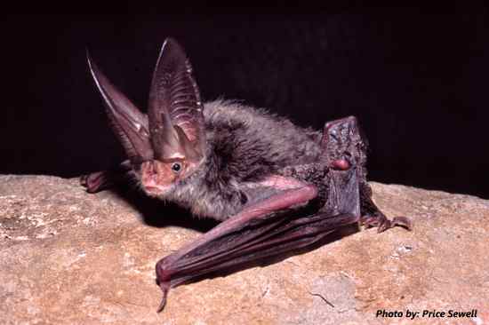 illinois bat species