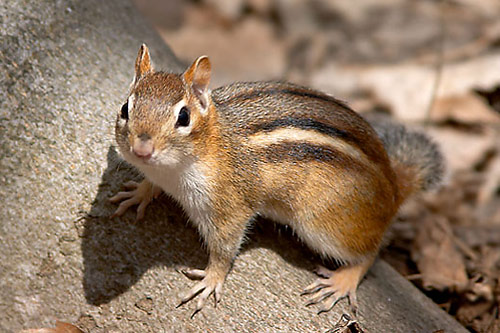 https://www.attic-solutions.com/wp-content/uploads/2020/08/Eastern_Chipmunk20from20case20western20reserve20university.jpg