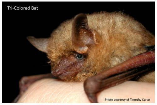 illinois bat species