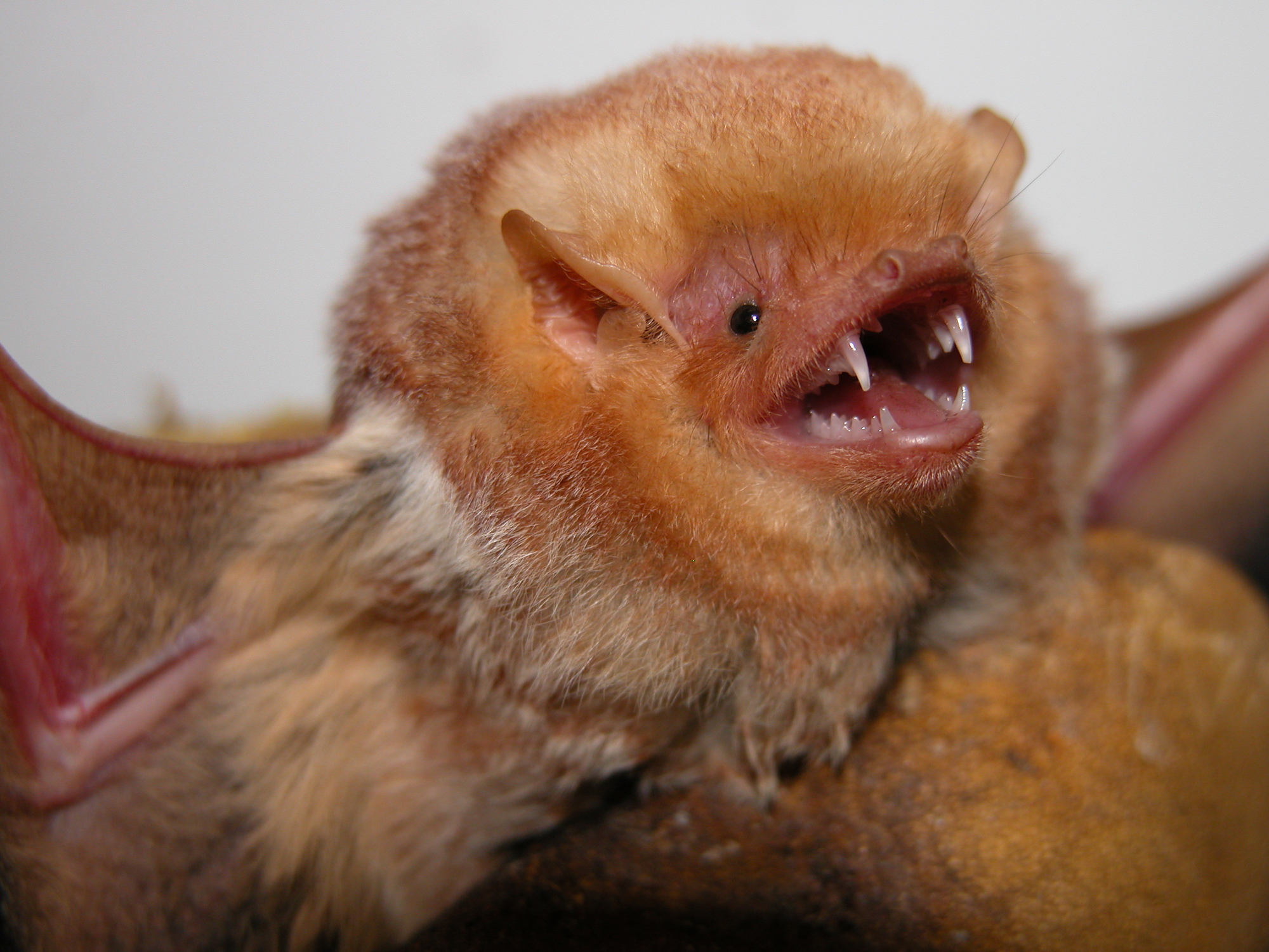 Illinois bat species