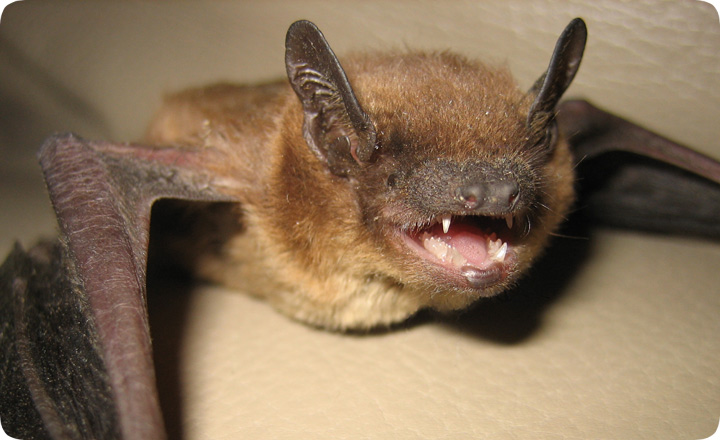 illinois bat species