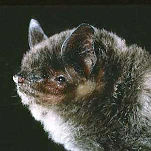 illinois bat species